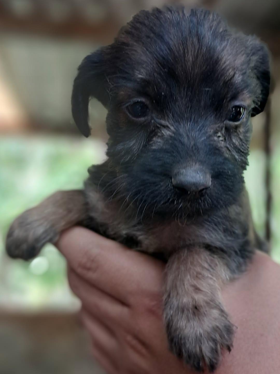 Canelo, Simba, Black (10/15)