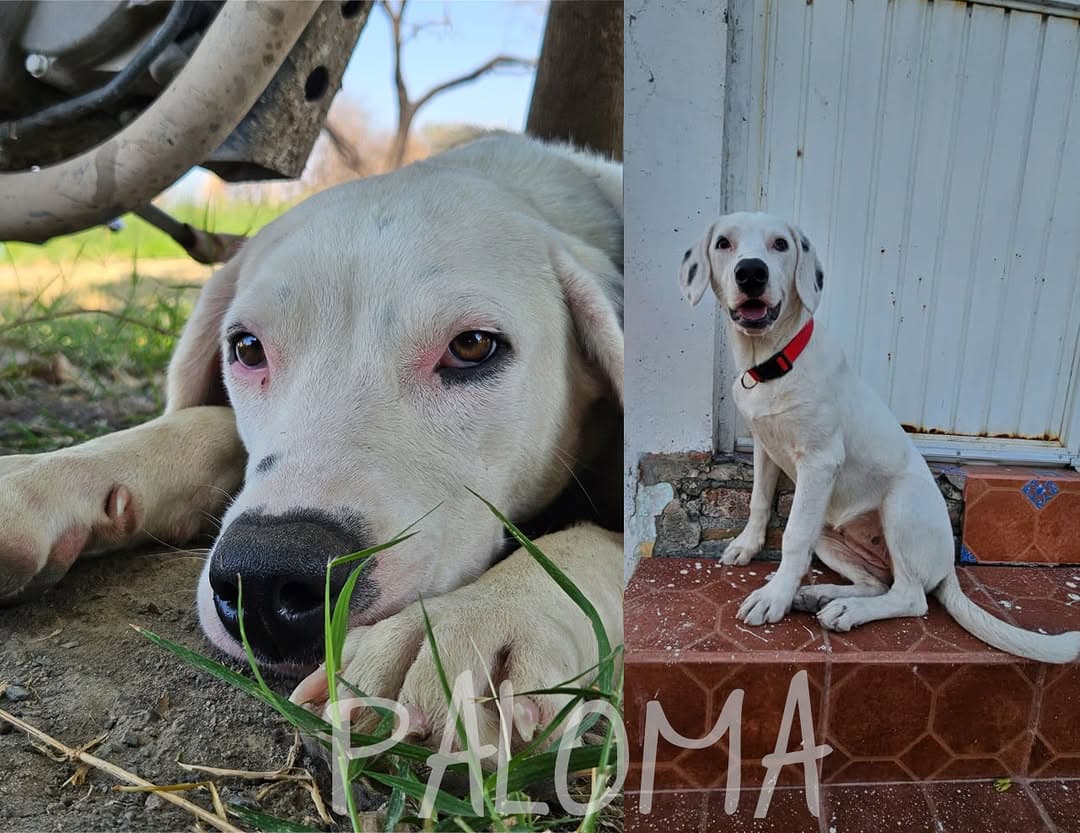 Paloma