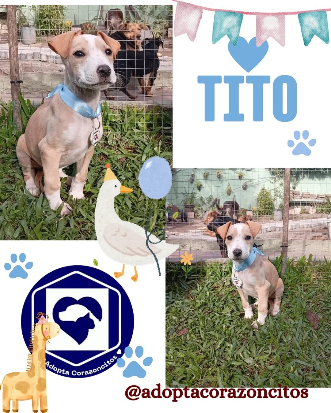 Tito, Tita (1/2)