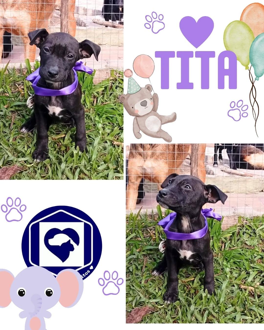 Tito, Tita (2/2)