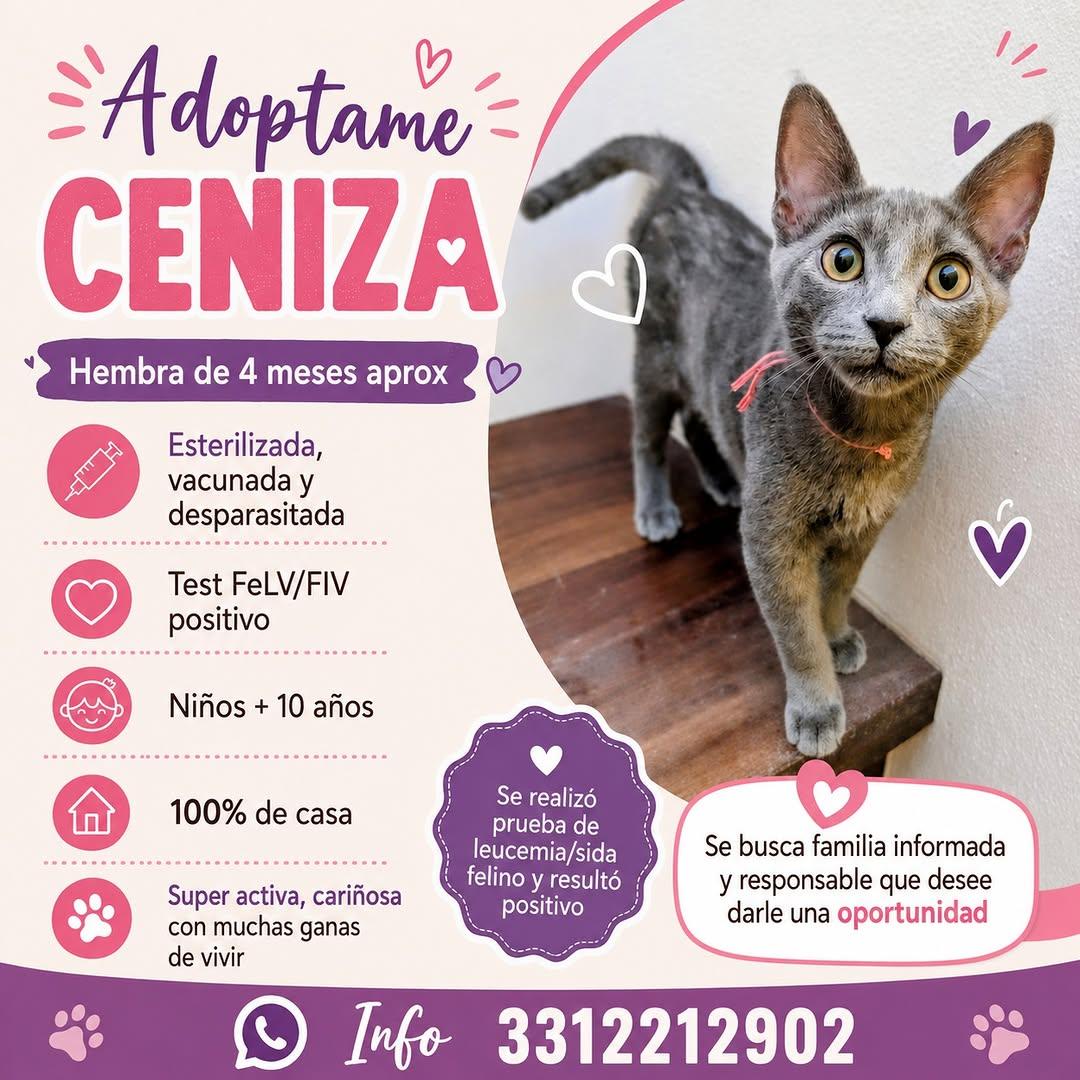 CENIZA, RON (1/2)
