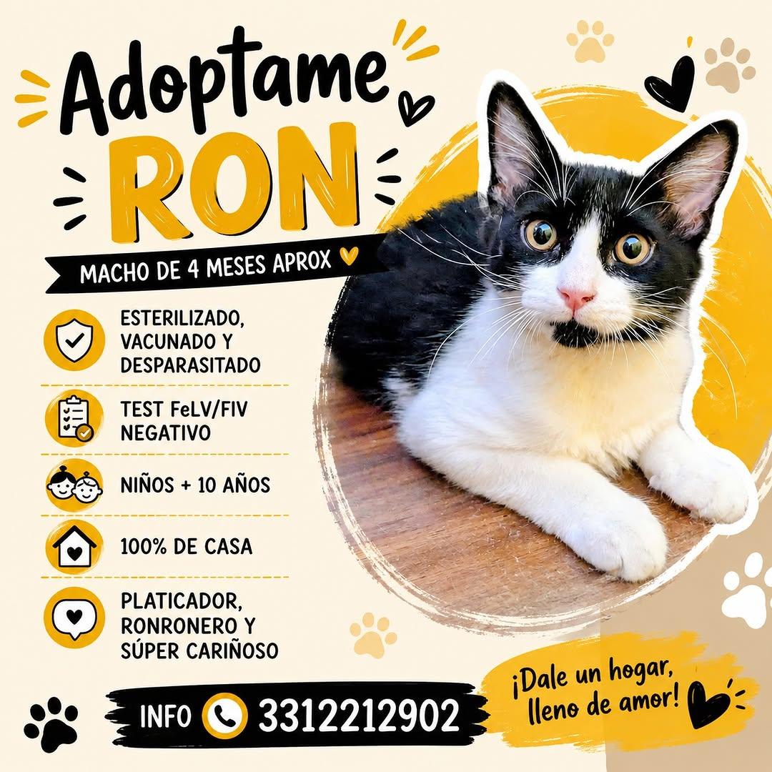 CENIZA, RON (2/2)