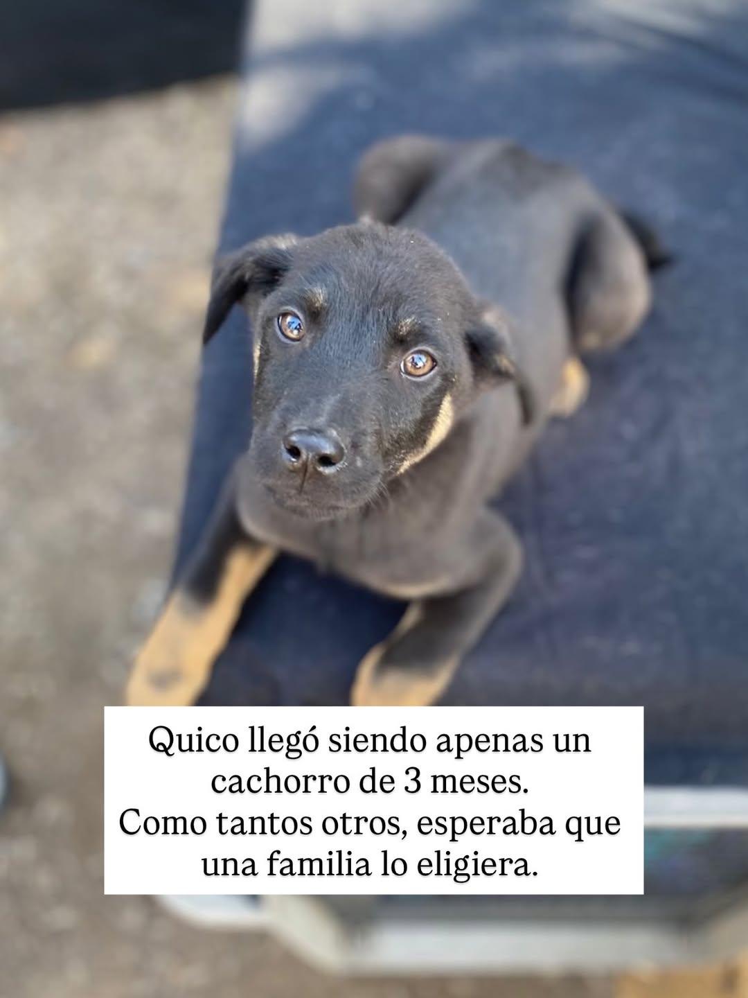 Quico (1/4)