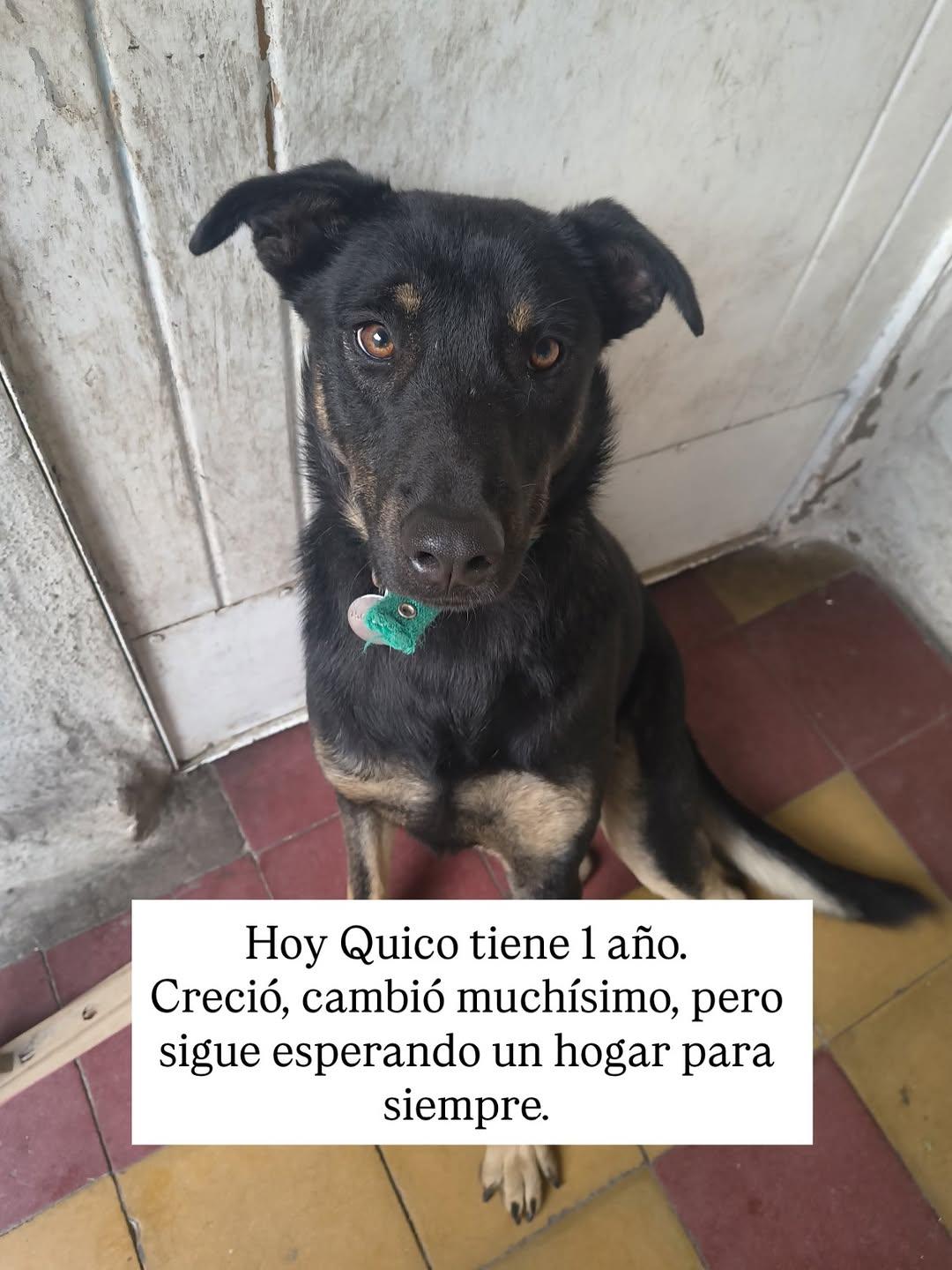 Quico (2/4)