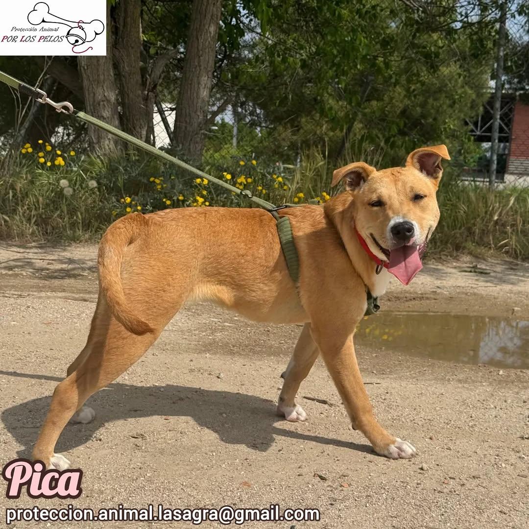 Pica (2/7)