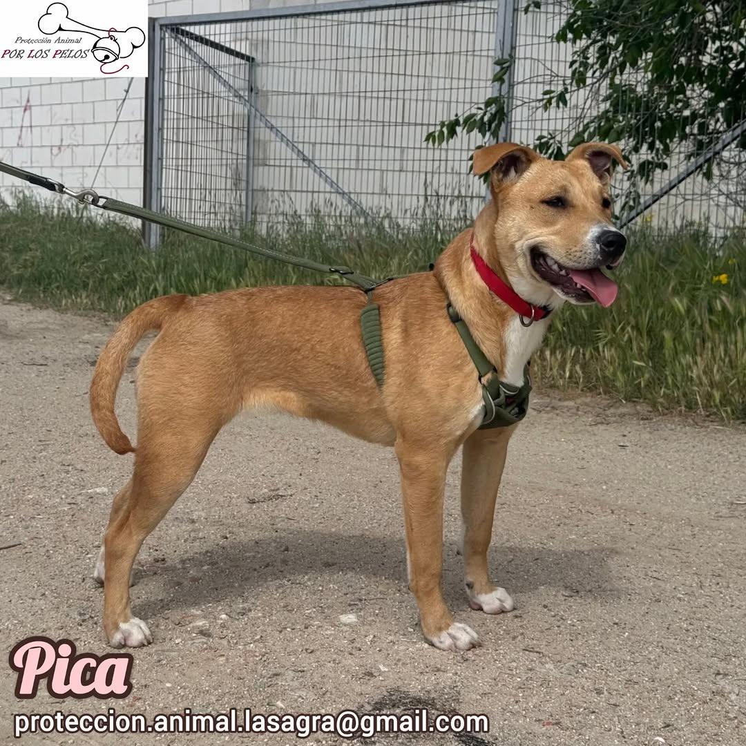 Pica (3/7)