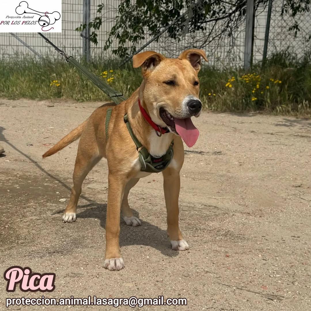 Pica (4/7)