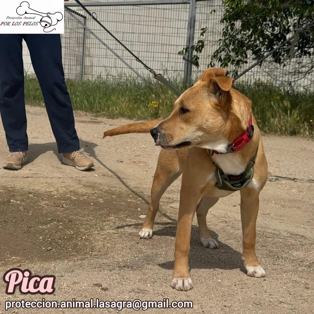 Pica (5/7)