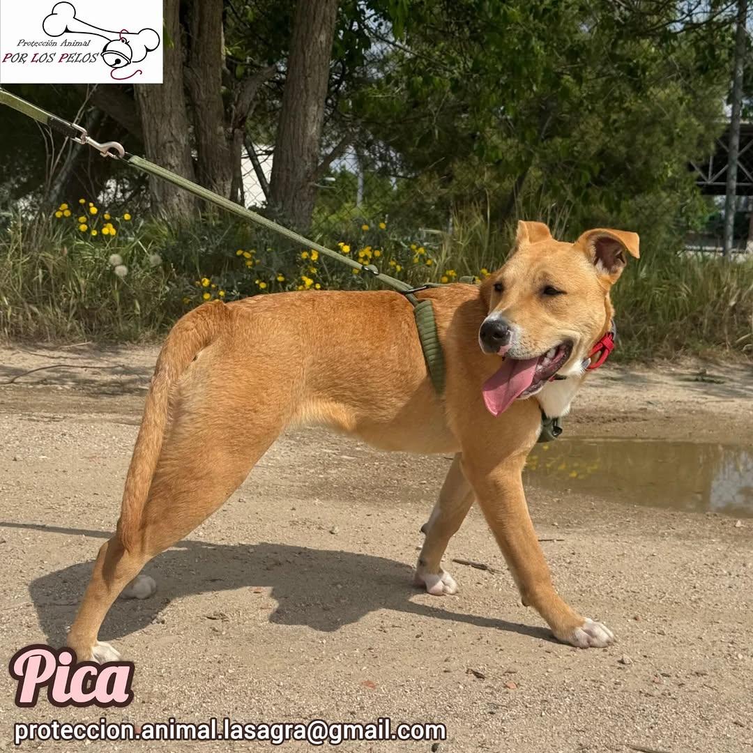 Pica (6/7)