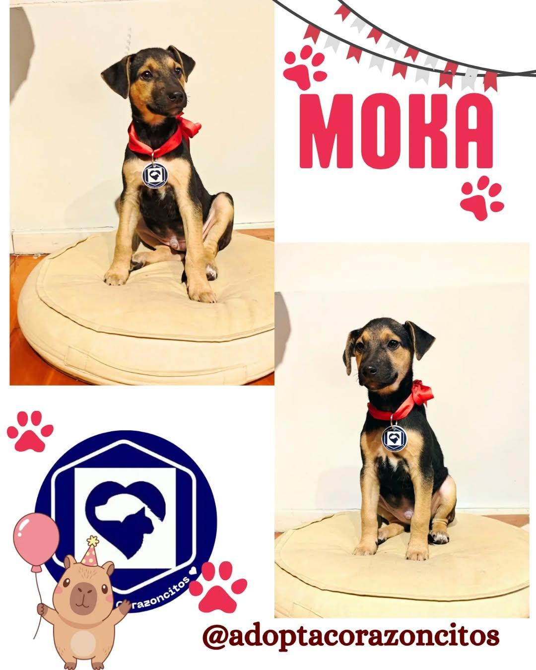 Moka