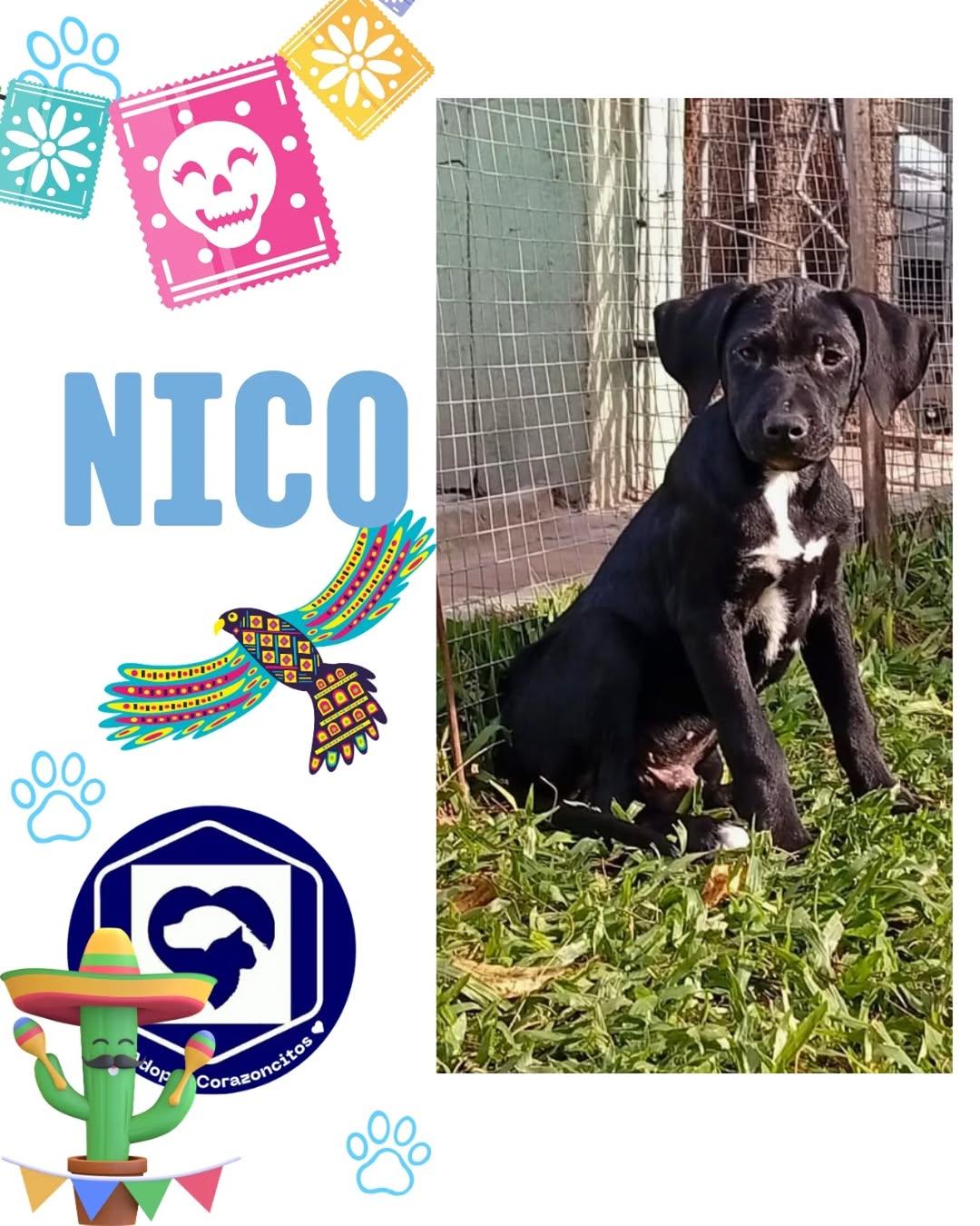 Bruno, Nico (1/2)