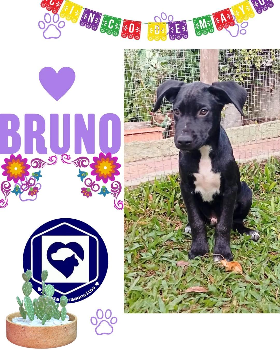 Bruno, Nico (2/2)