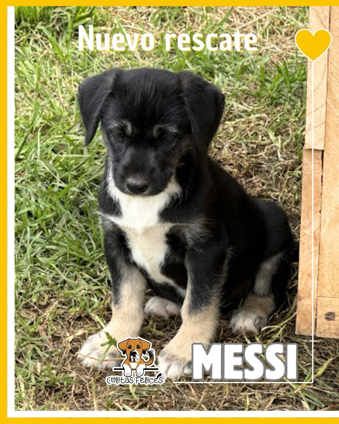 FIFA, Messi, Antonella +3 (3/12)