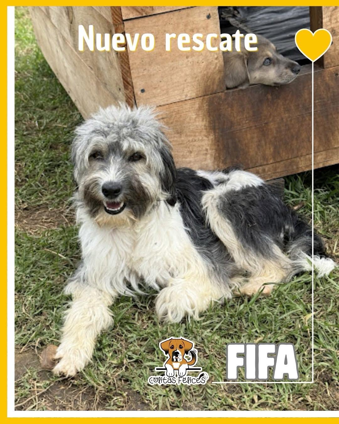 FIFA, Messi, Antonella +3 (6/12)
