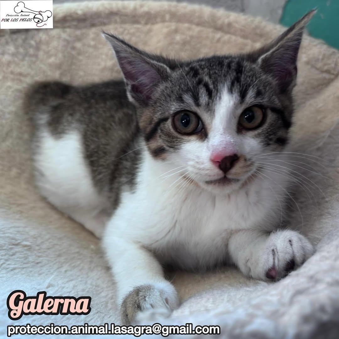 Galerna (2/6)