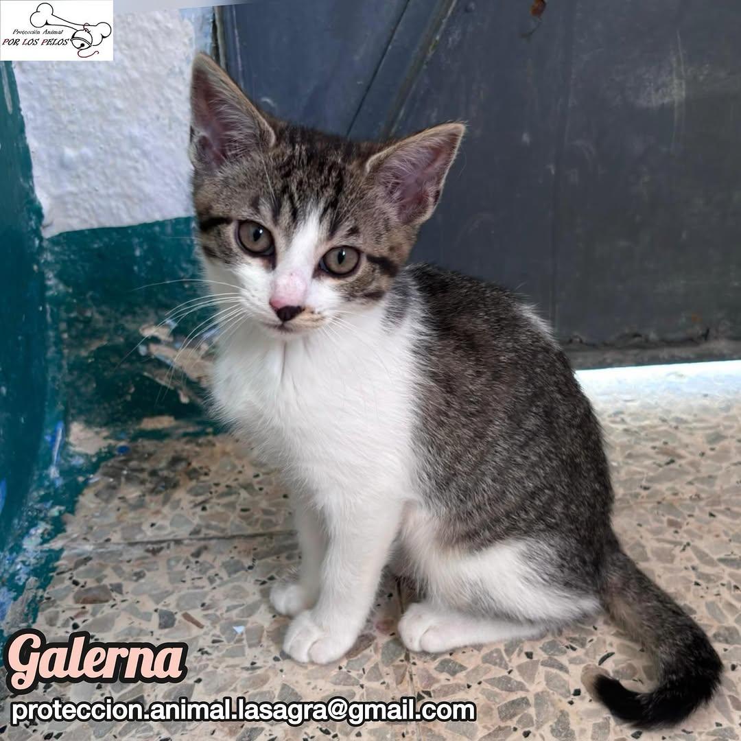 Galerna (3/6)