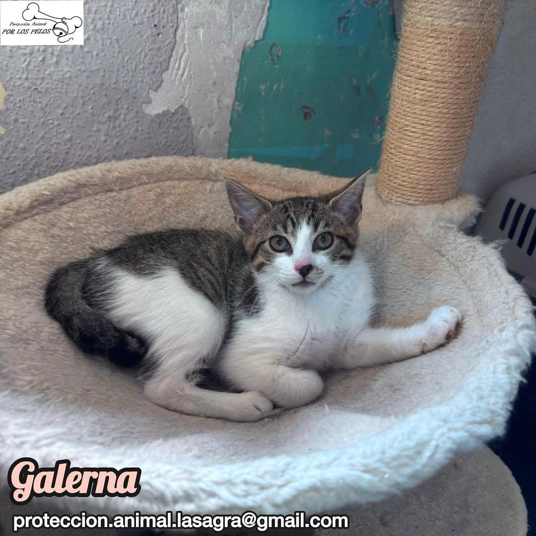 Galerna (4/6)