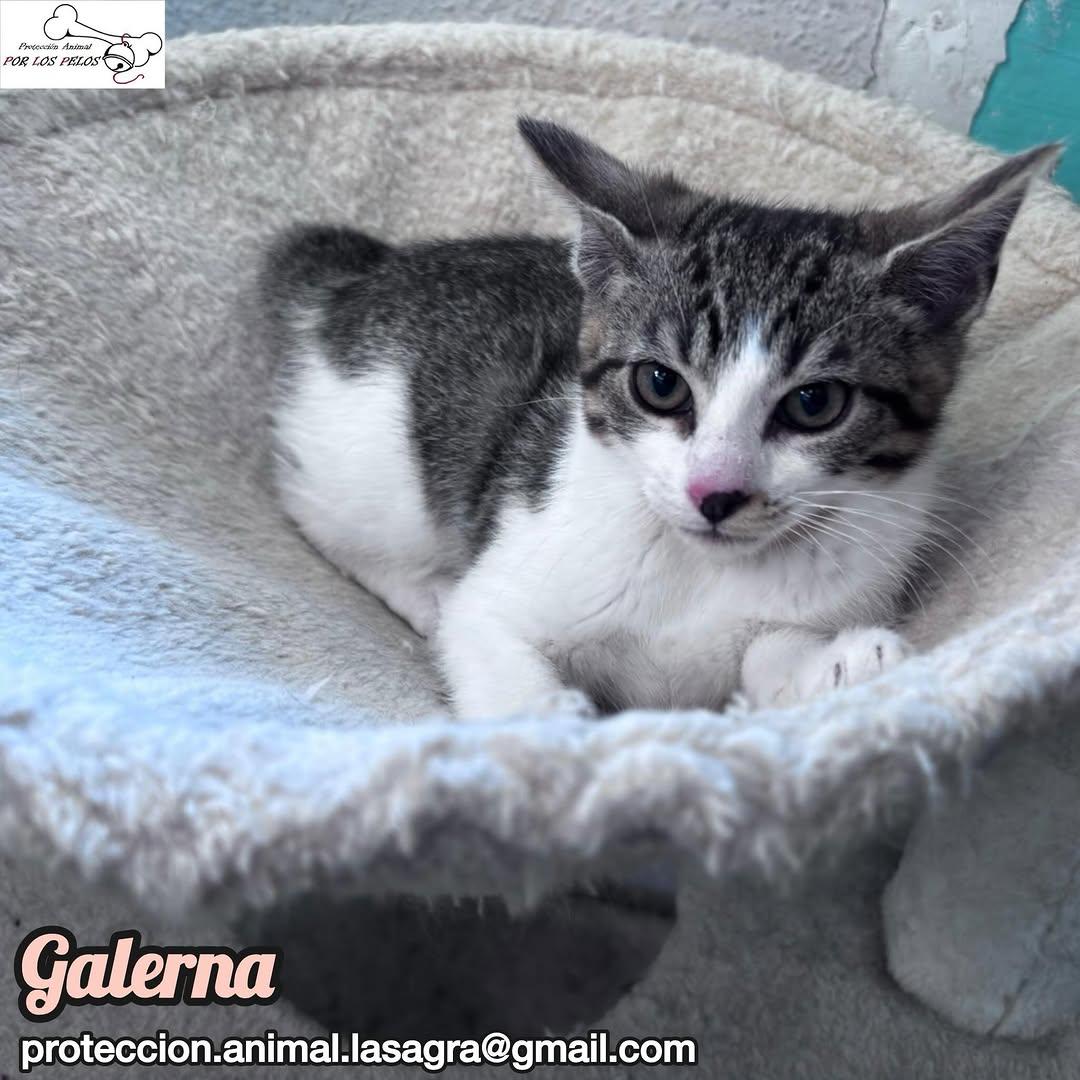 Galerna (5/6)