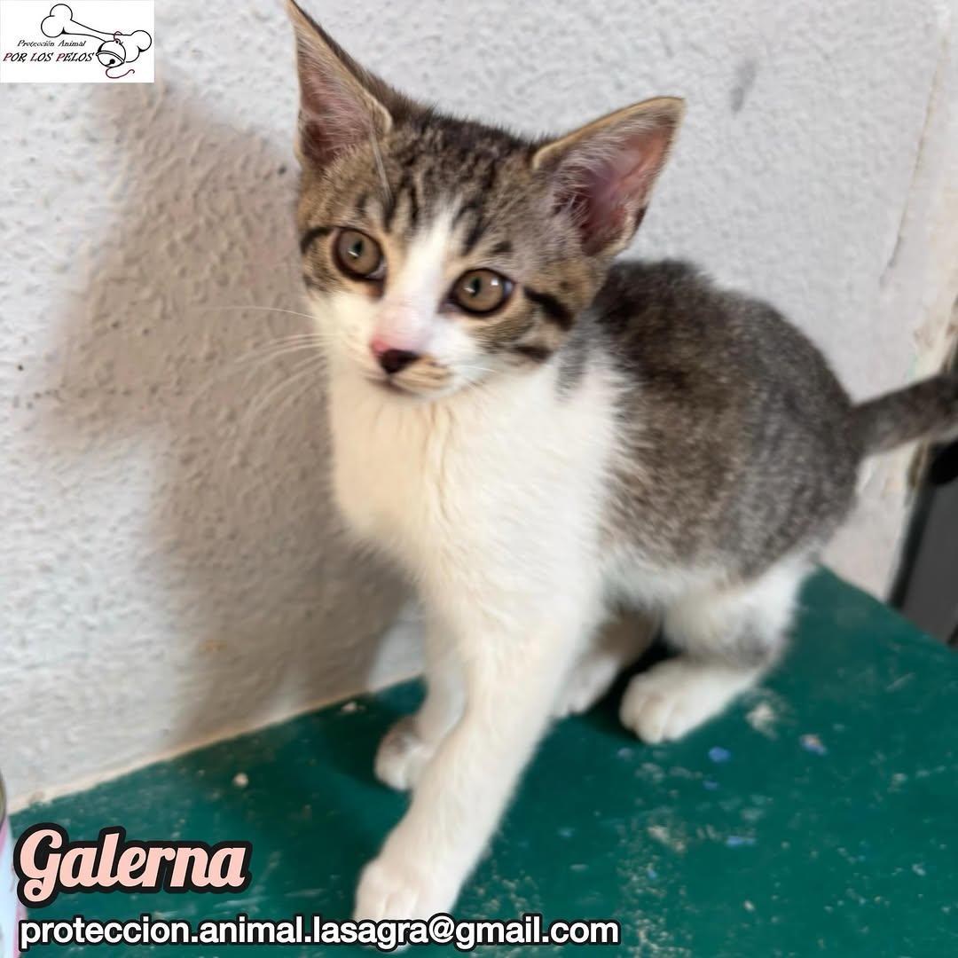 Galerna (6/6)