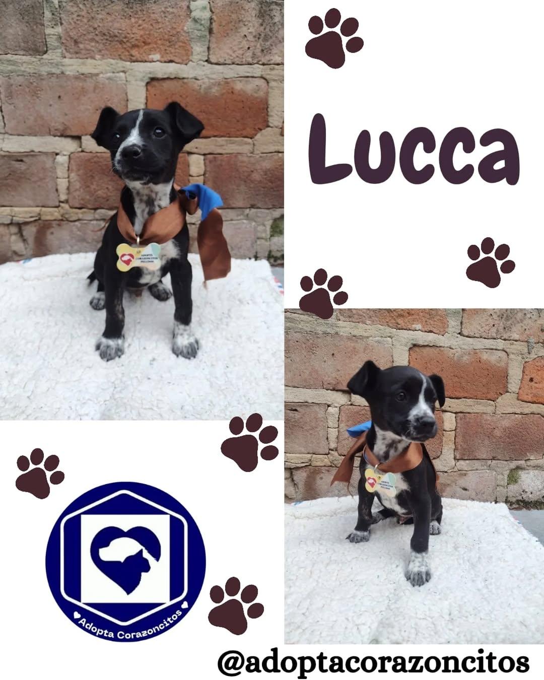 Patricio, Alan, Lucca +2 (3/5)