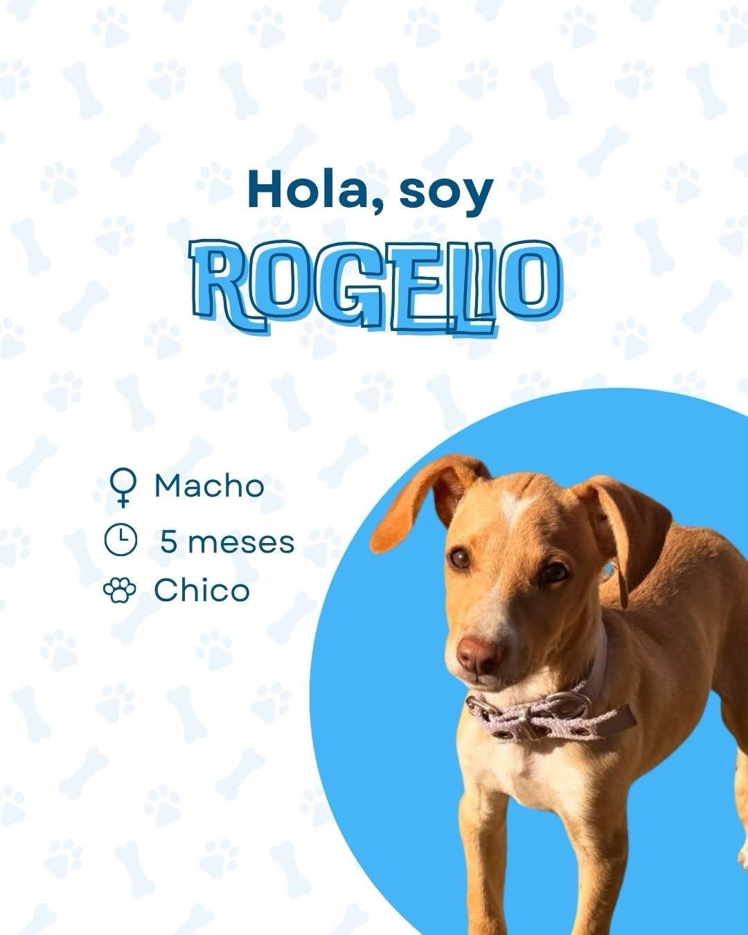 Rogelio (1/4)