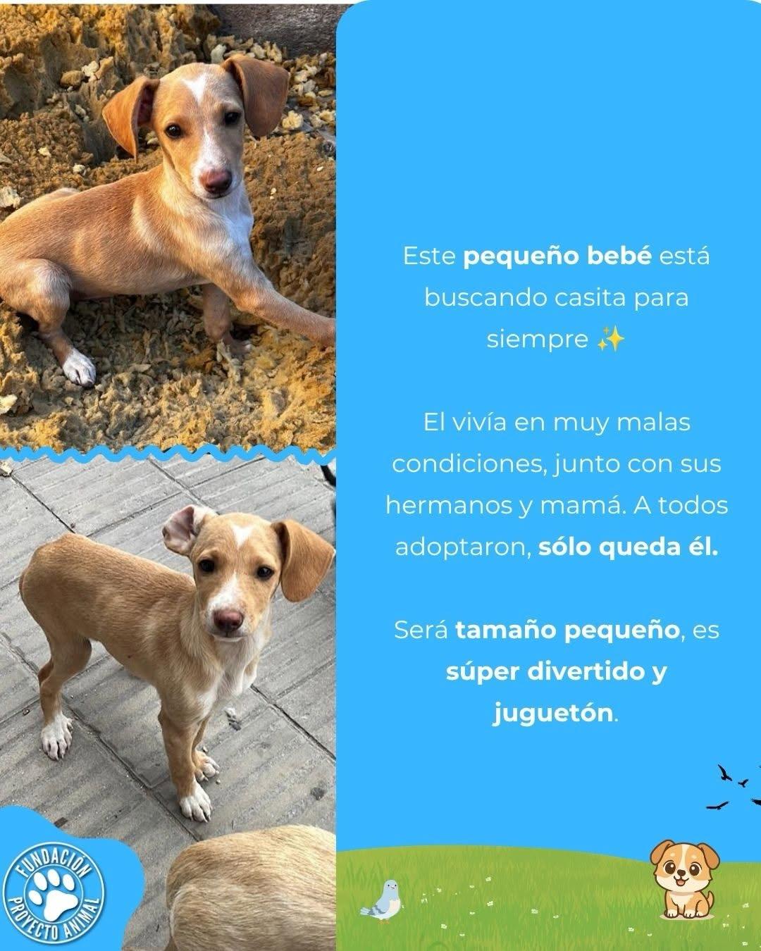 Rogelio (2/4)