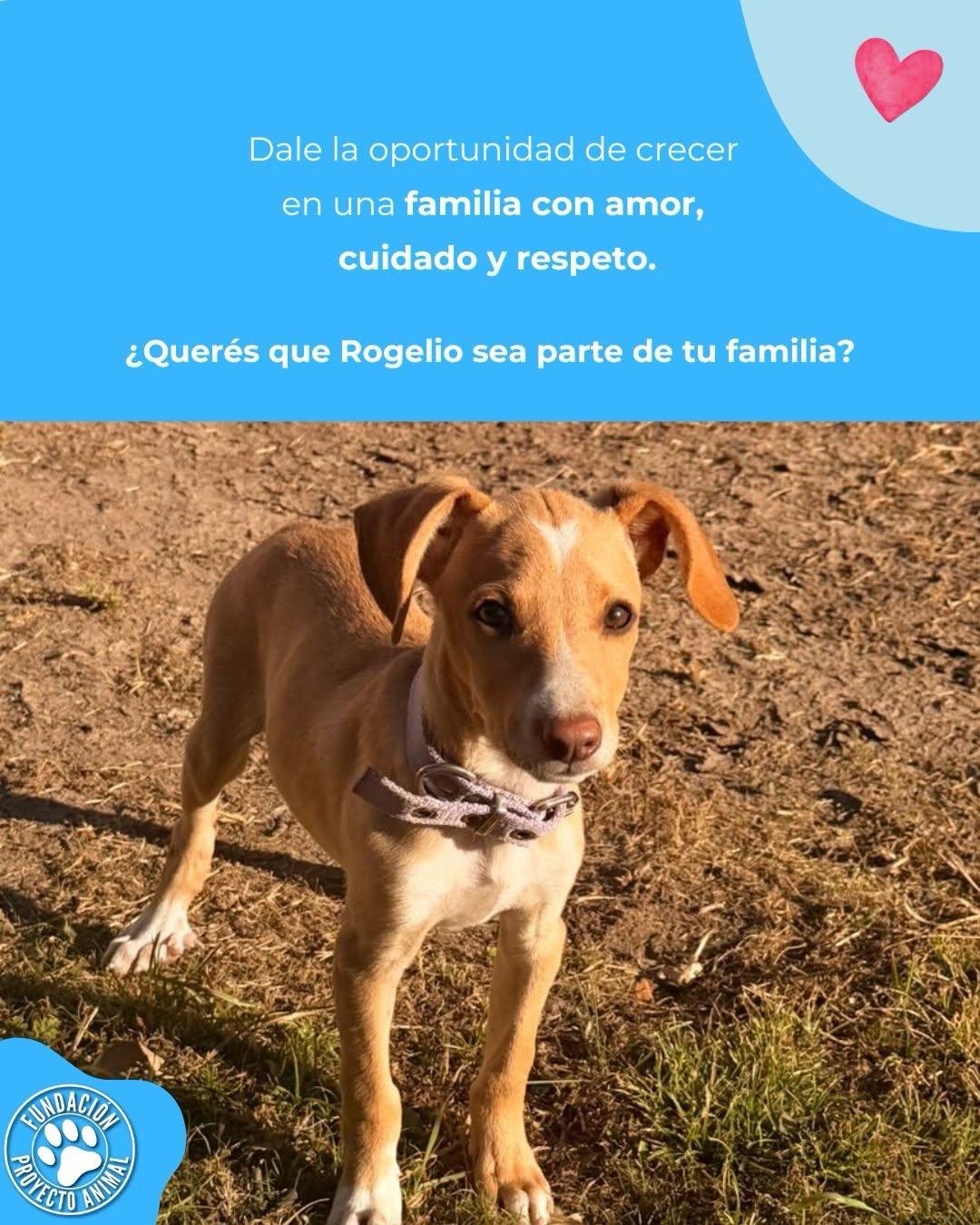 Rogelio (3/4)