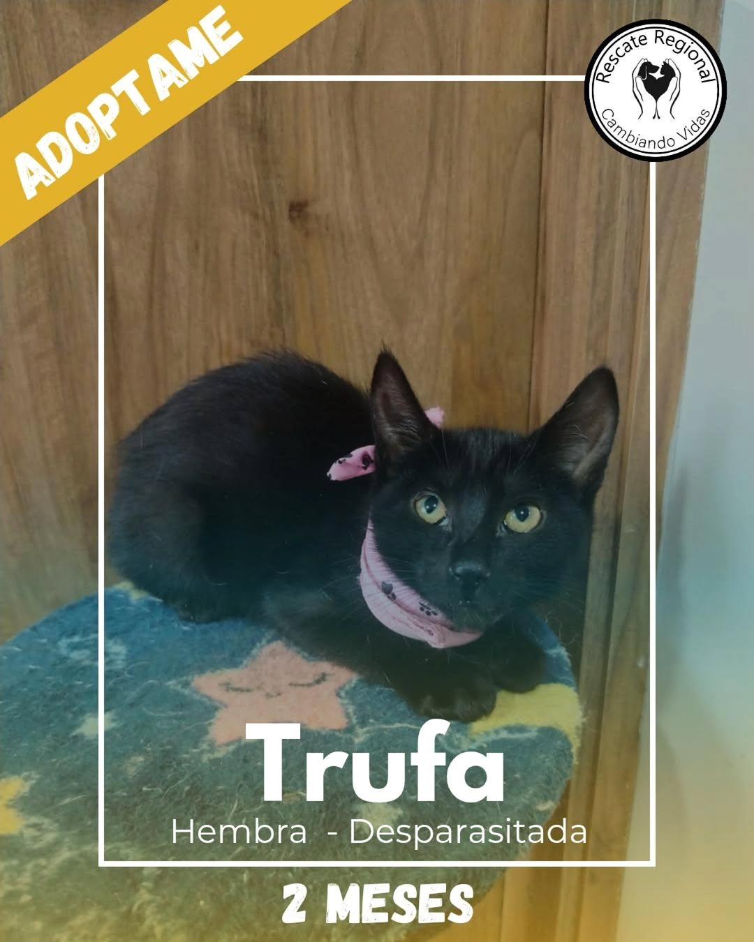 Trufa (1/3)