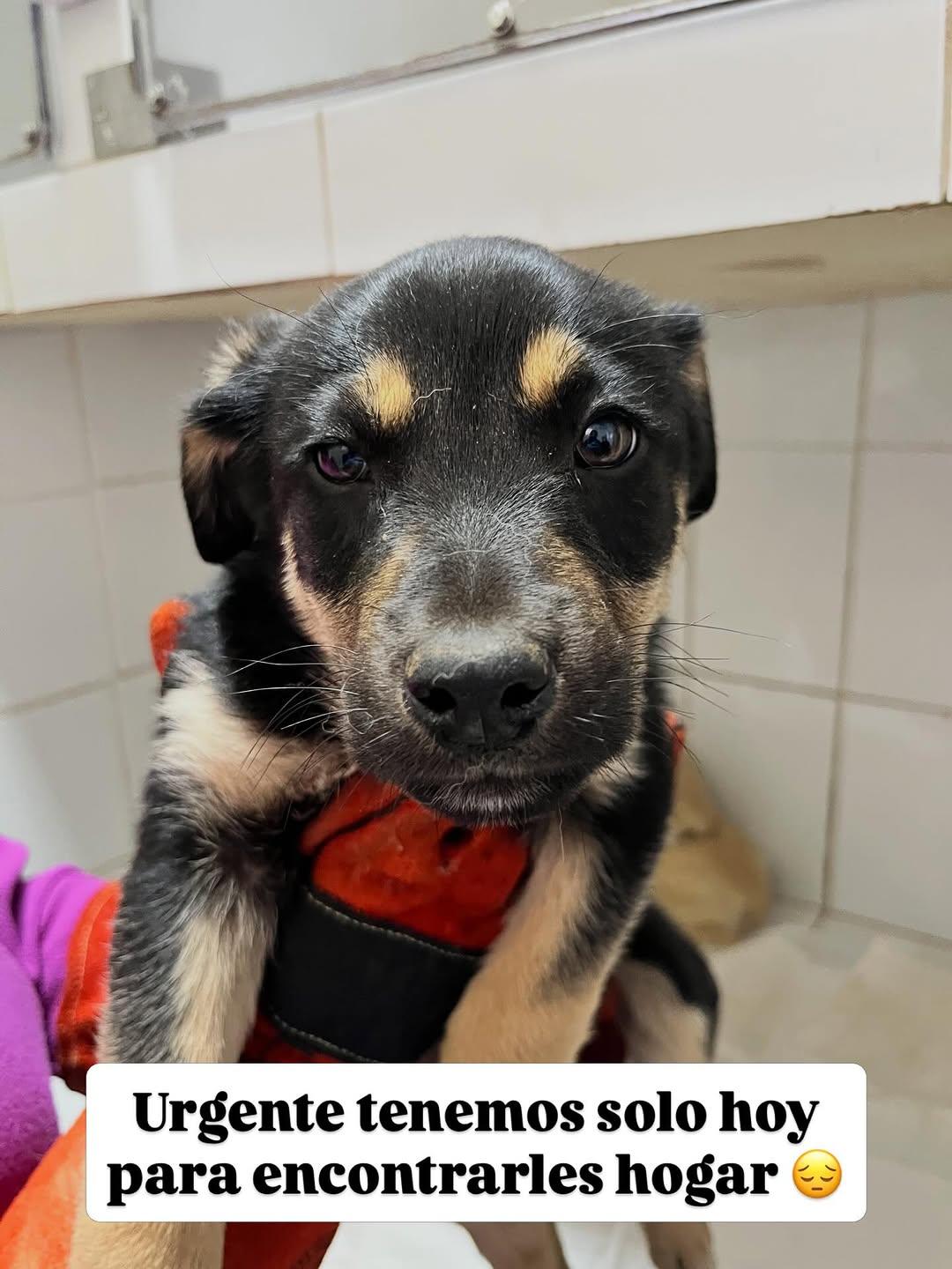 Rocky, Turrón (1/2)