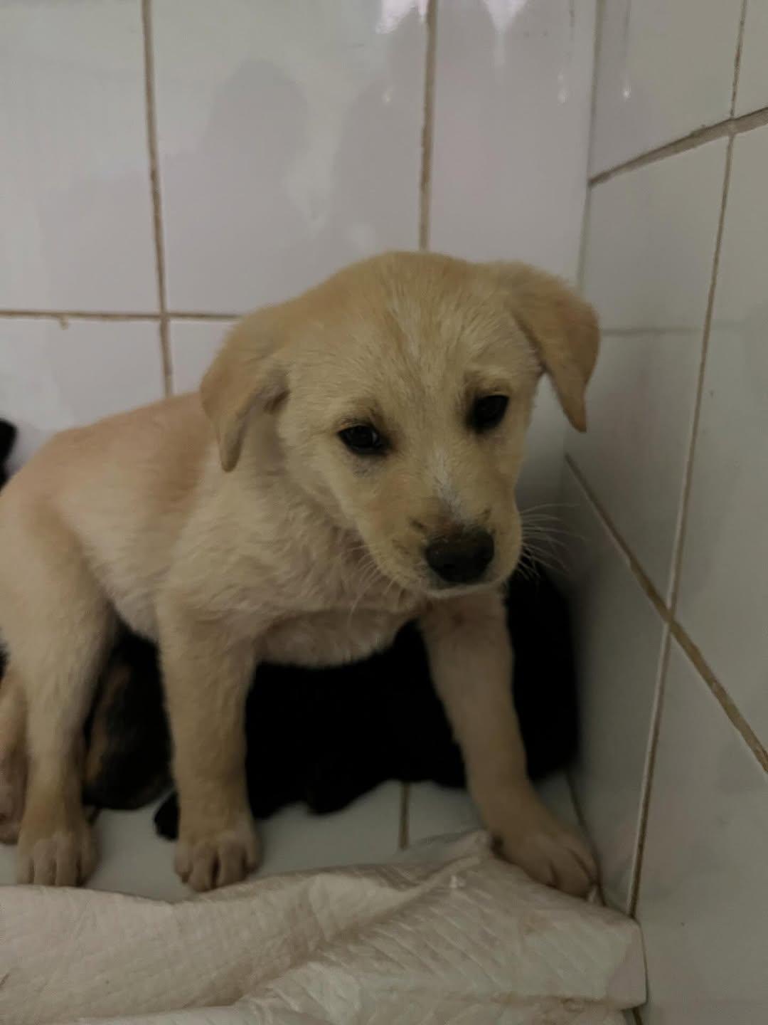 Rocky, Turrón (2/2)