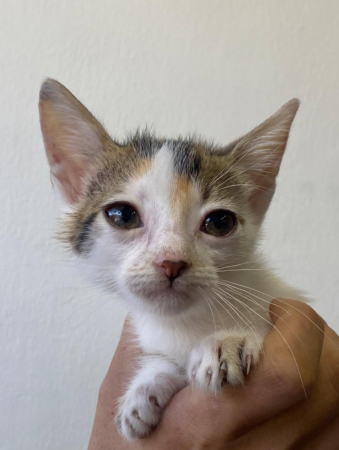Merlina, Aquina, Leito (11/16)