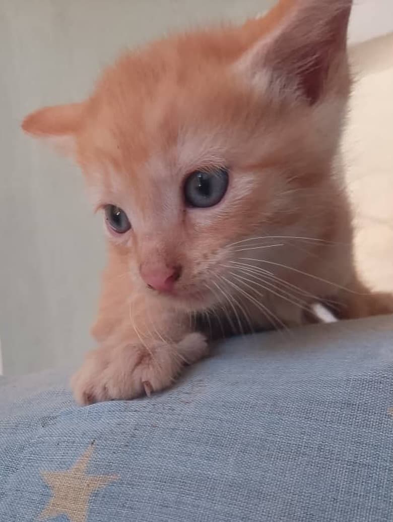 Merlina, Aquina, Leito (12/16)