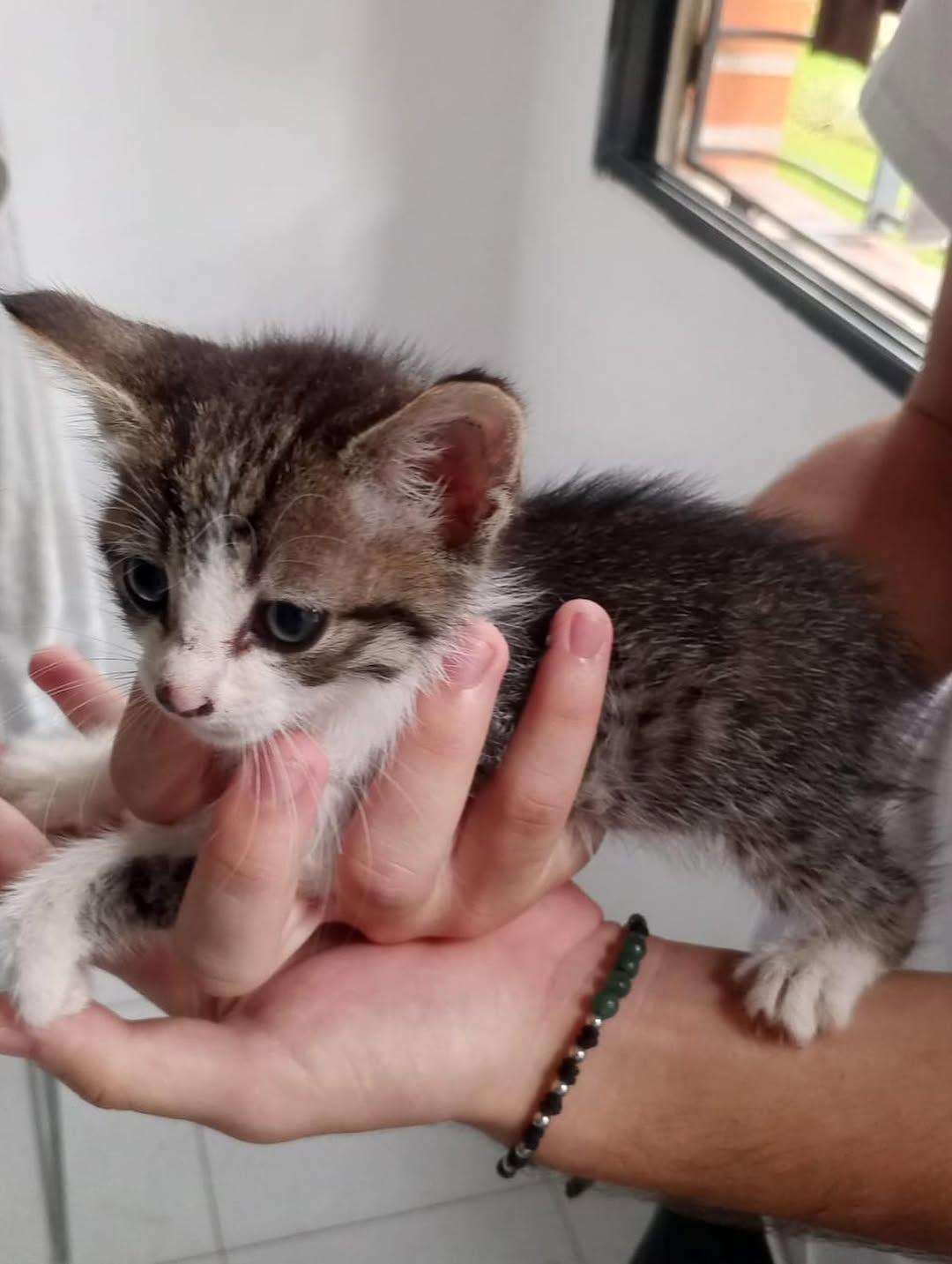 Merlina, Aquina, Leito (5/16)