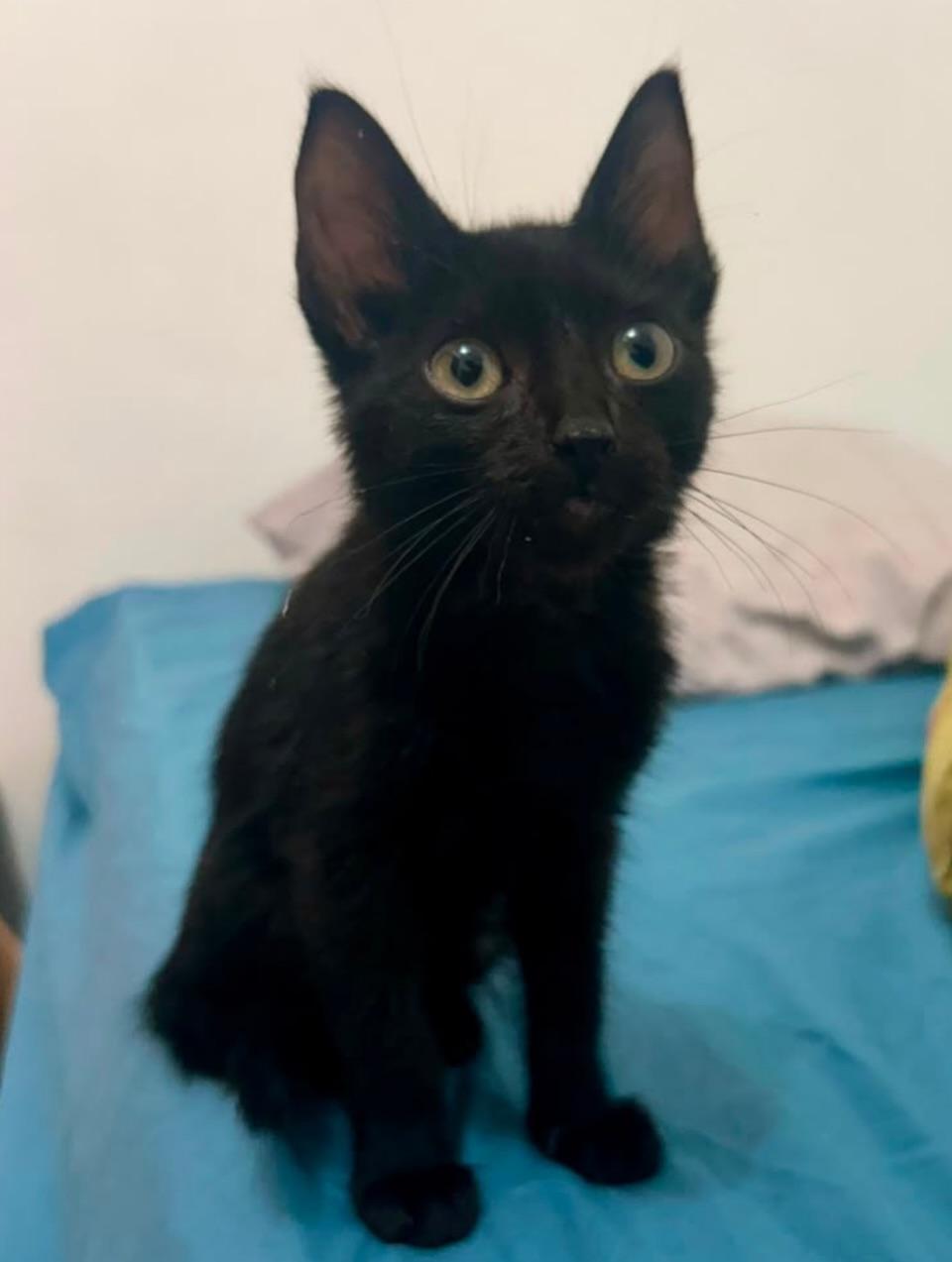 Merlina, Aquina, Leito (6/16)