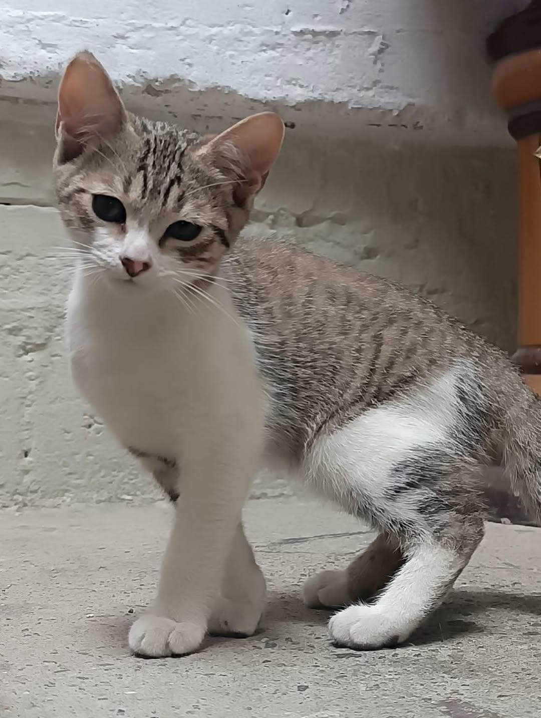 Merlina, Aquina, Leito (7/16)