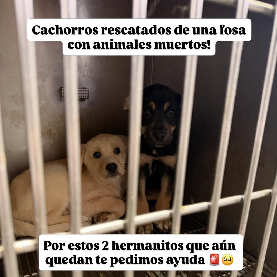 2 animalitos
