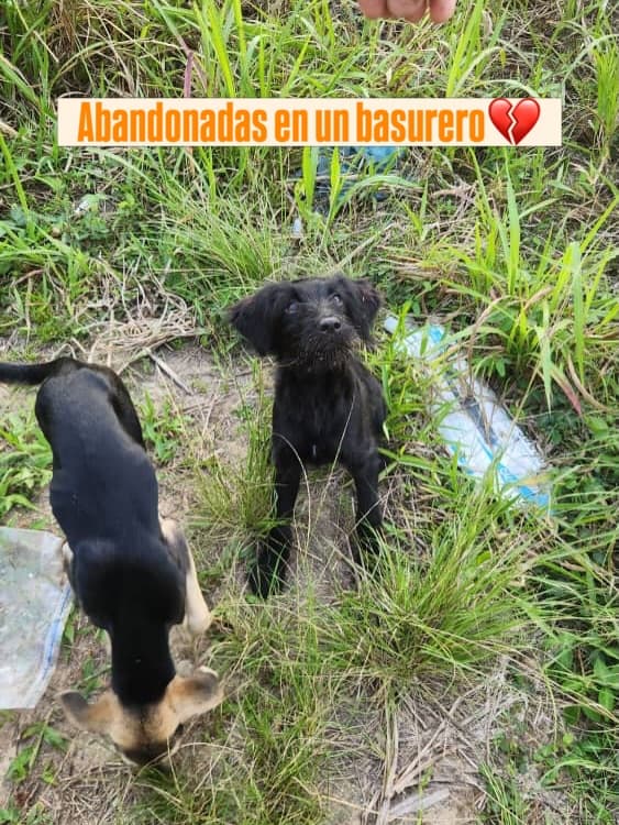 3 animalitos (1/6)