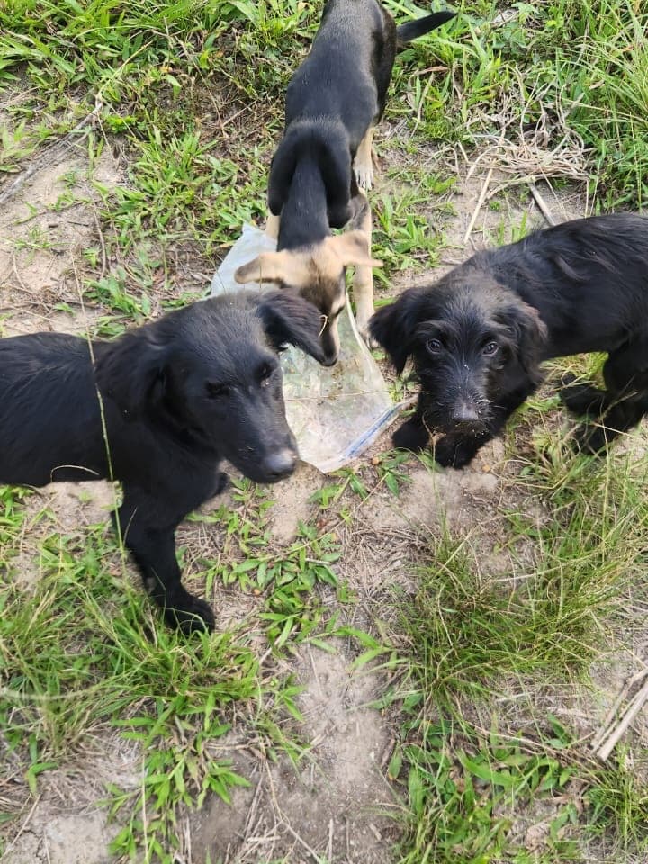3 animalitos (2/6)