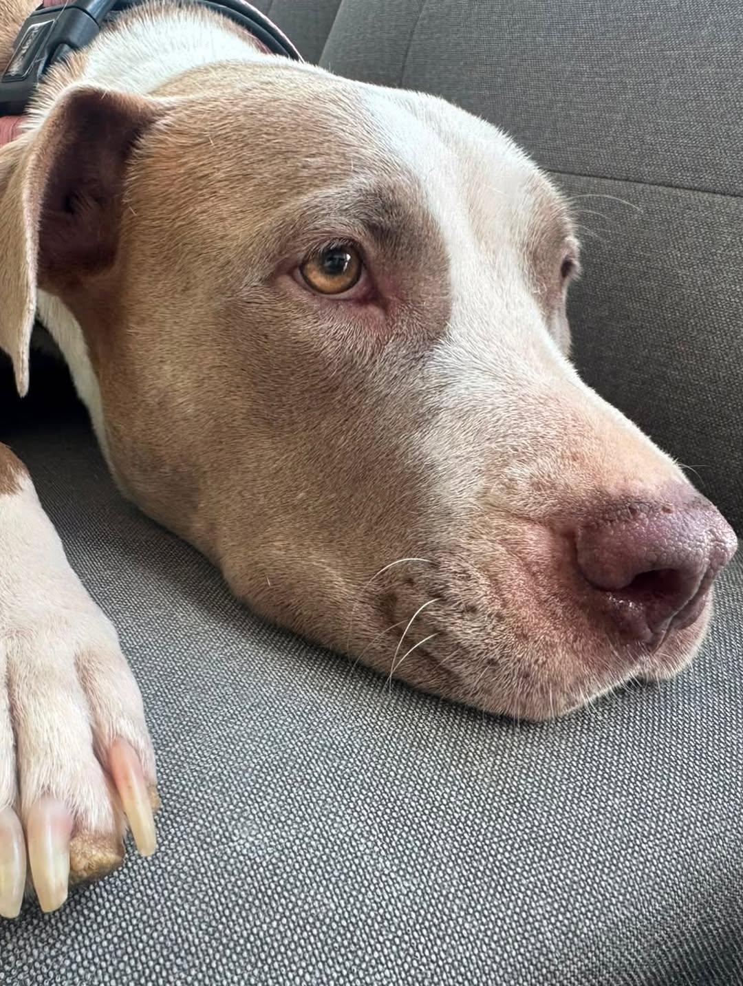 Luna (7/7)