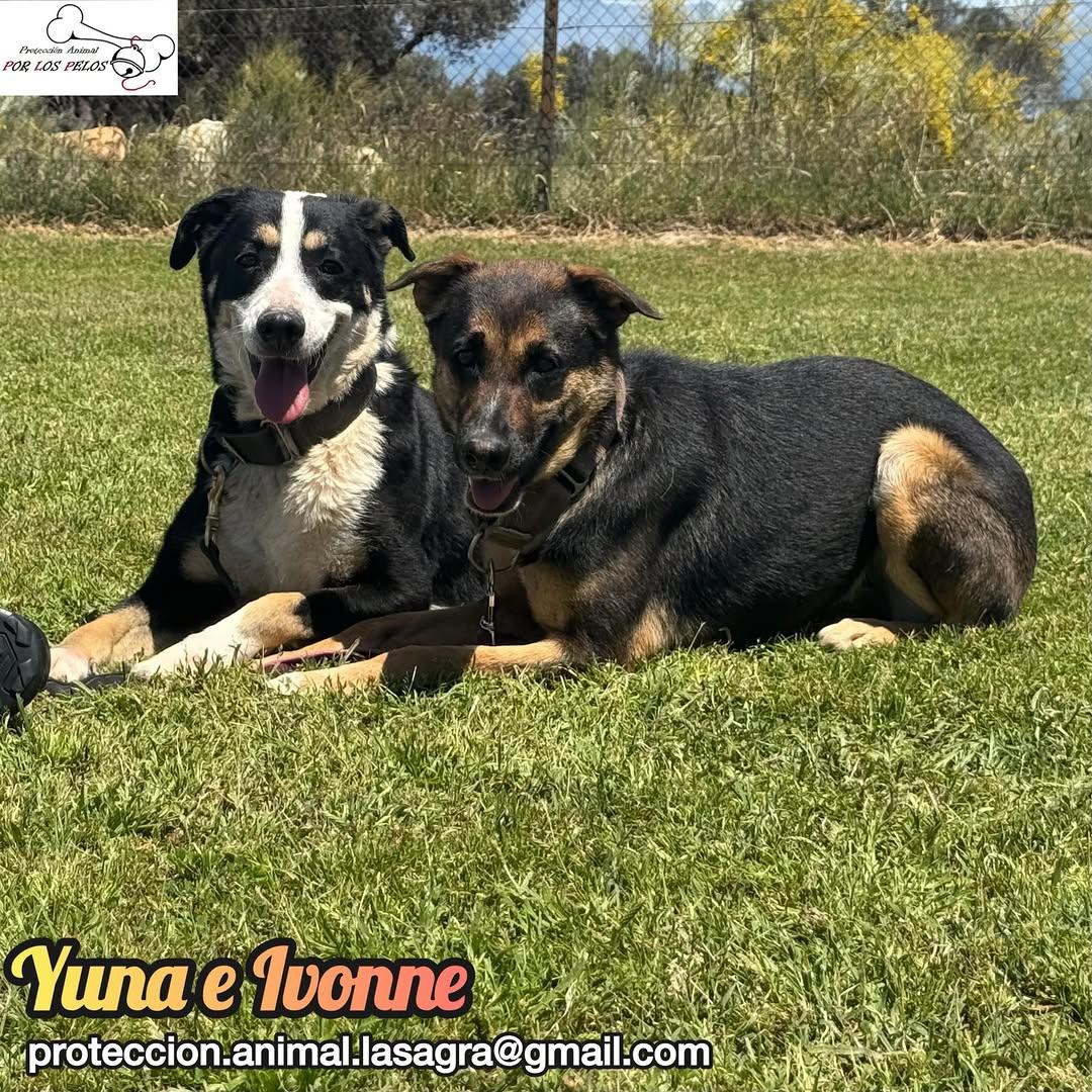 Yuna, Ivonne (3/14)