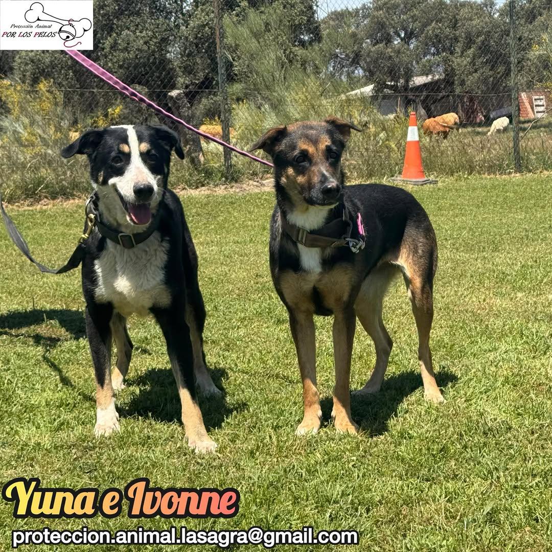 Yuna, Ivonne (8/14)