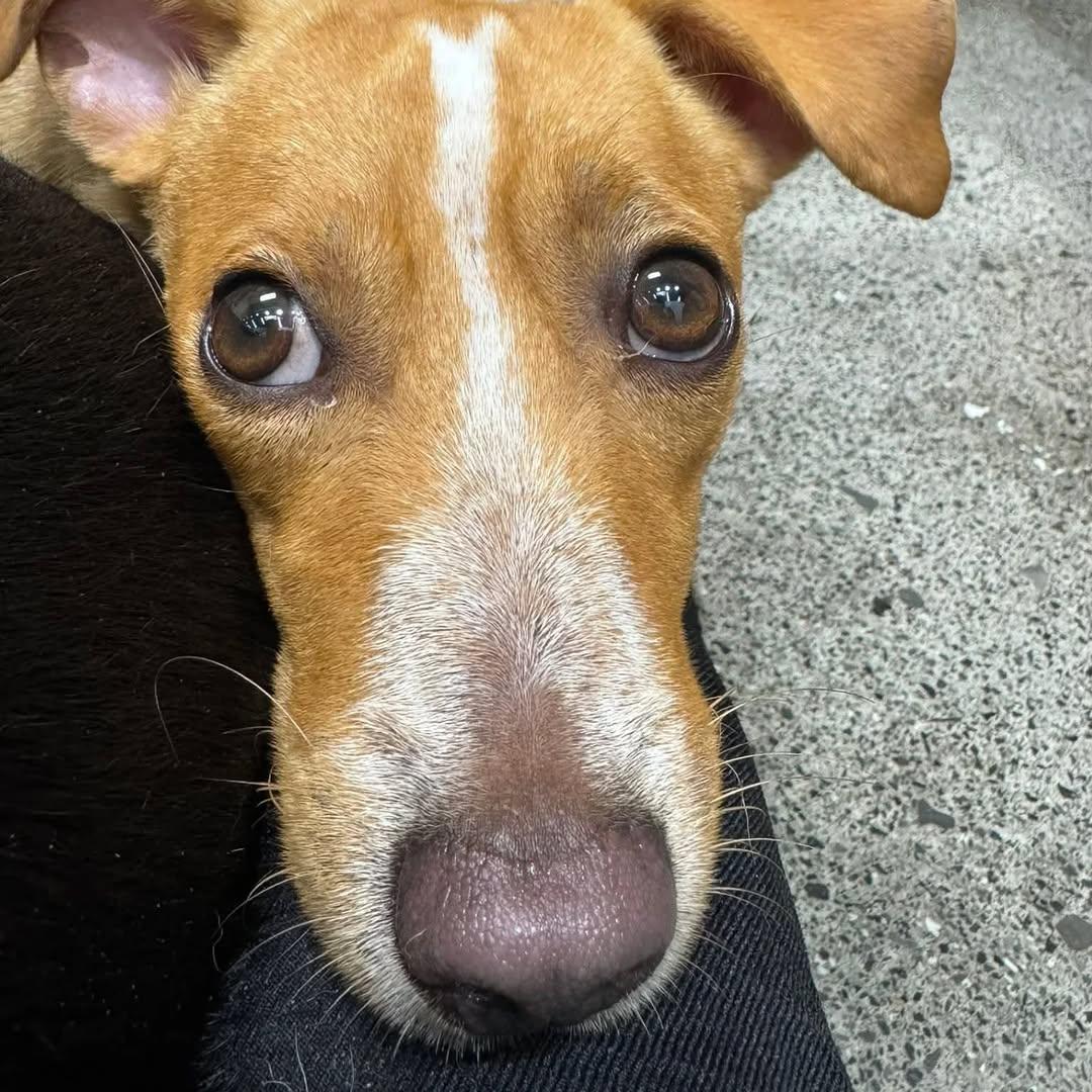 Chiqui (2/4)