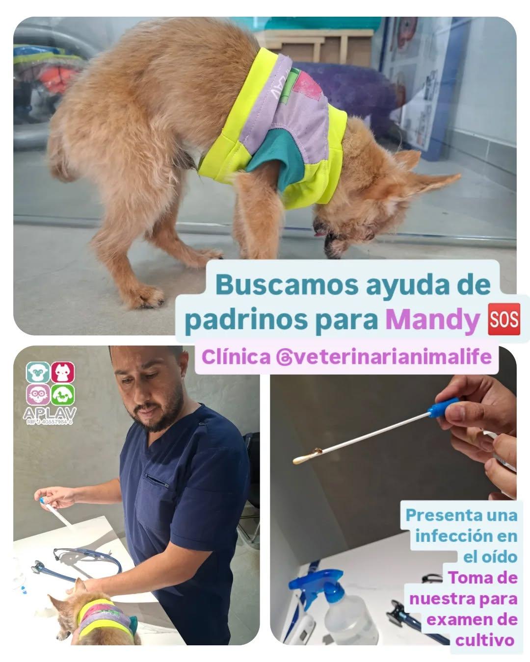 Mandy (1/8)