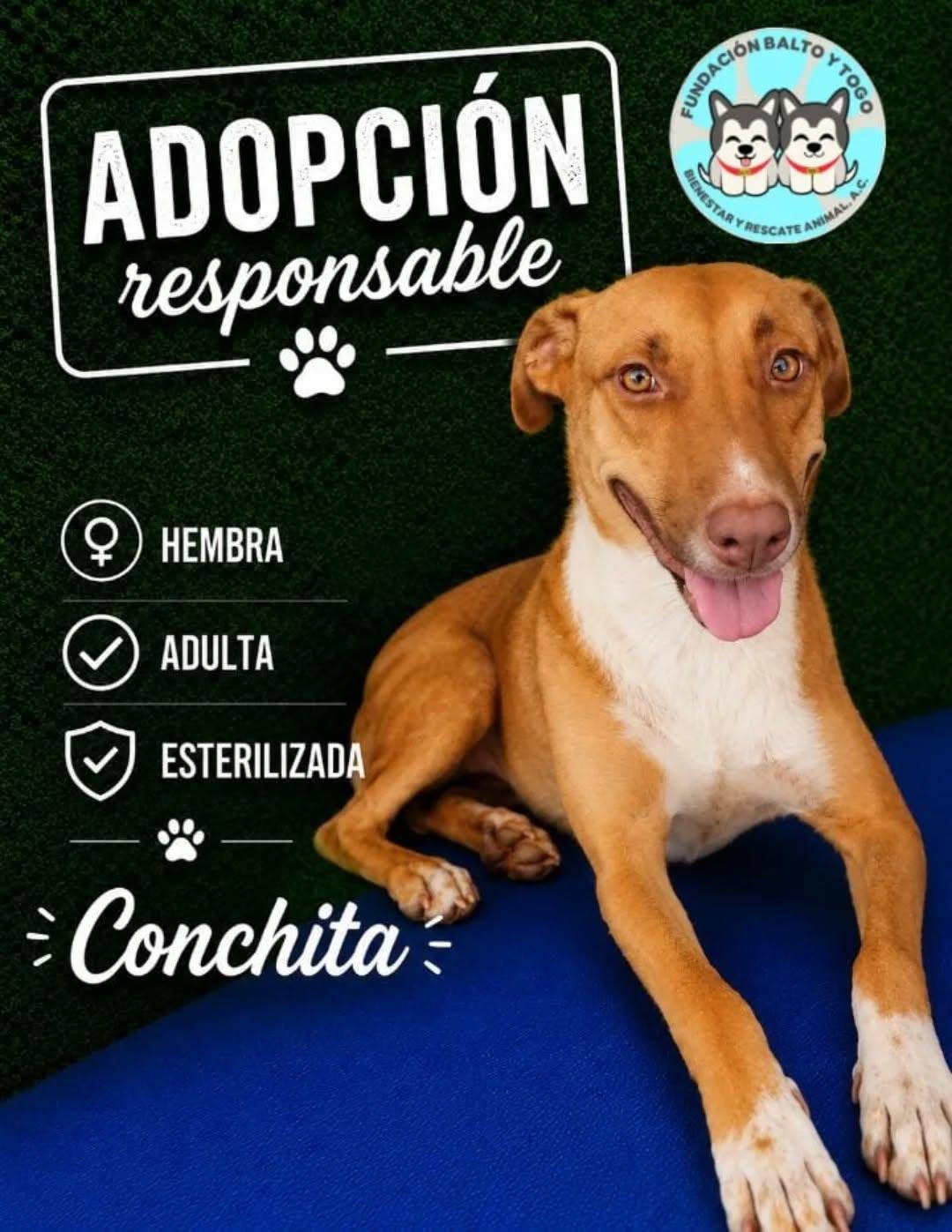 Conchita (1/18)