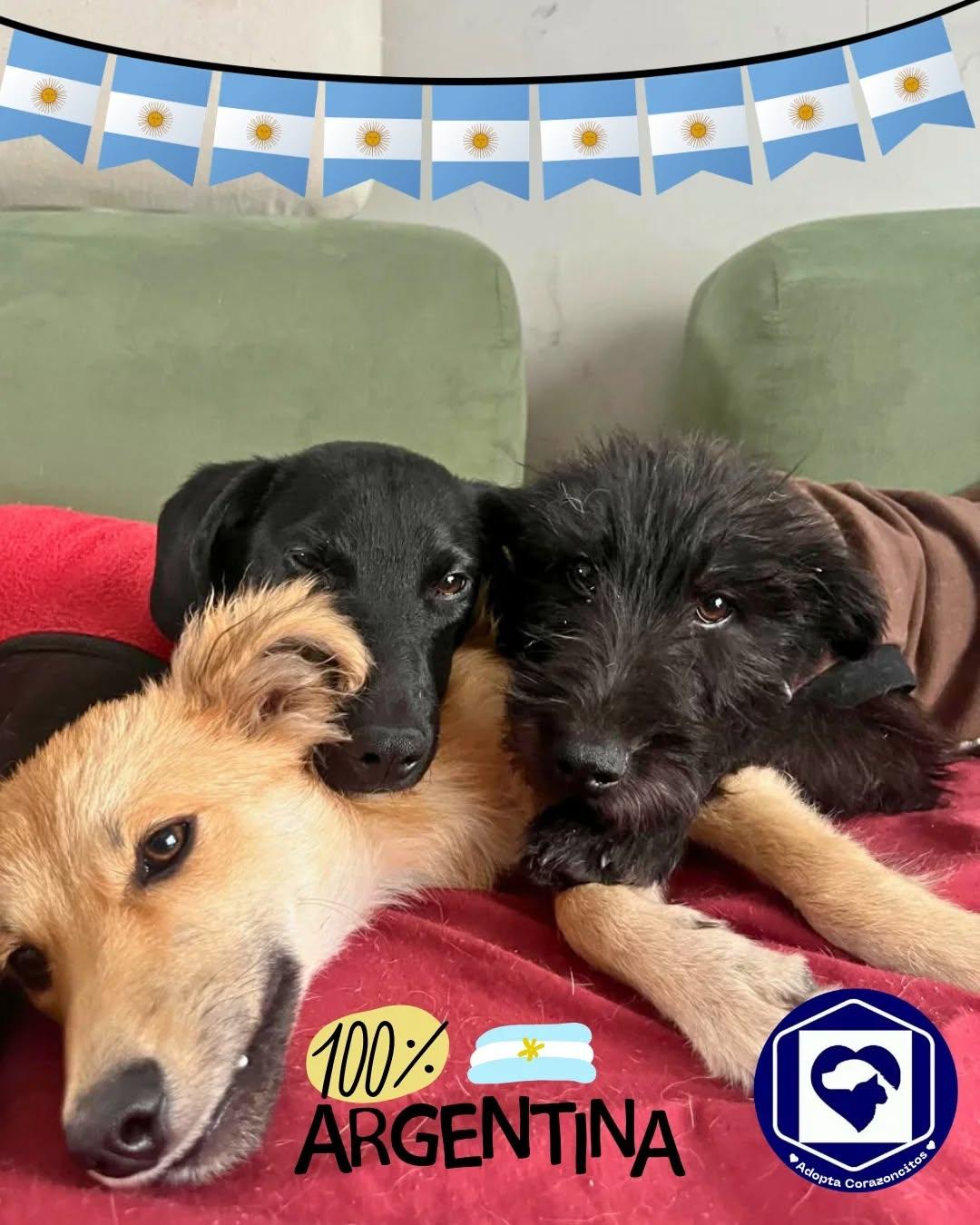 Salvador, Benjamín, Benicio (1/4)