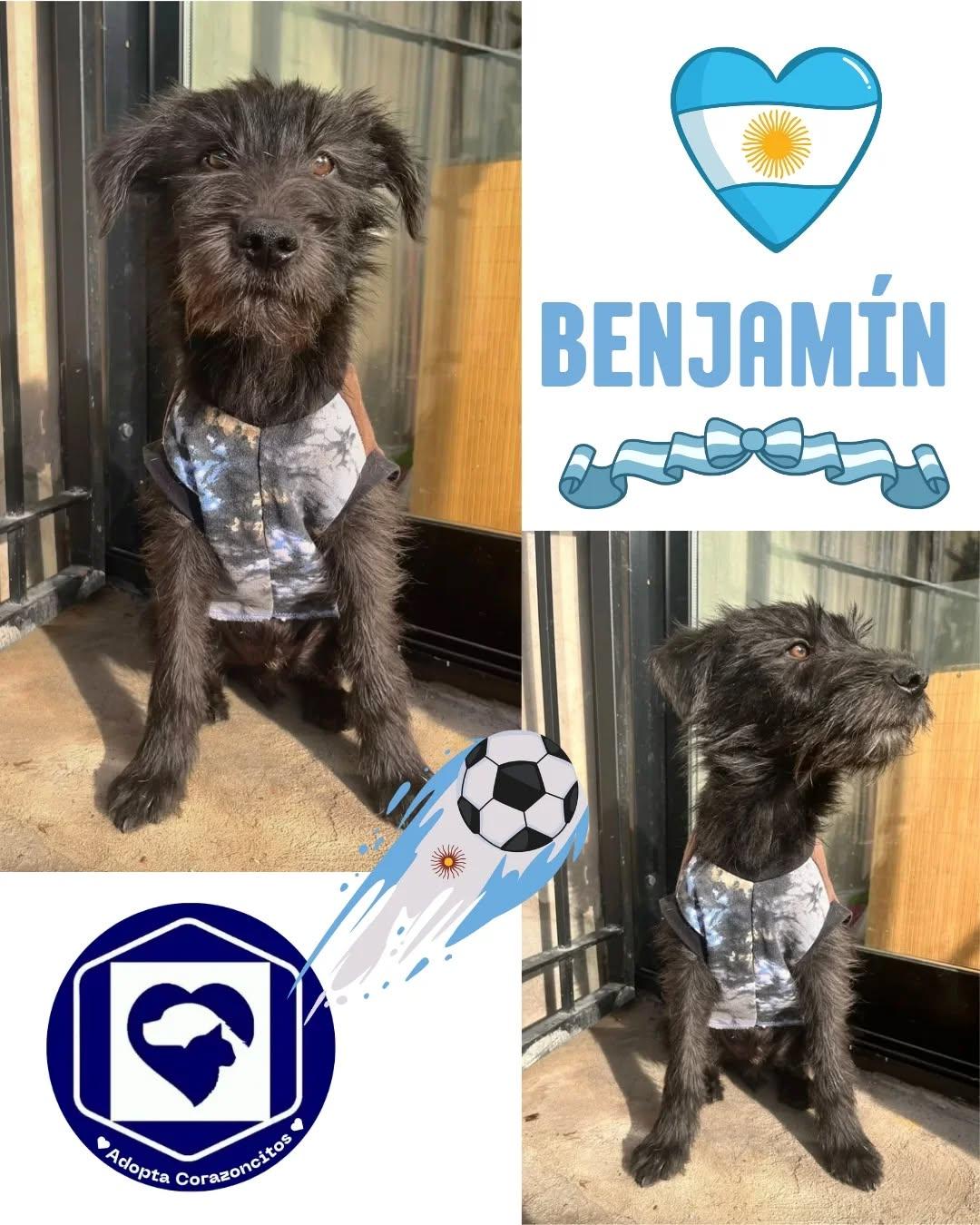 Salvador, Benjamín, Benicio (2/4)