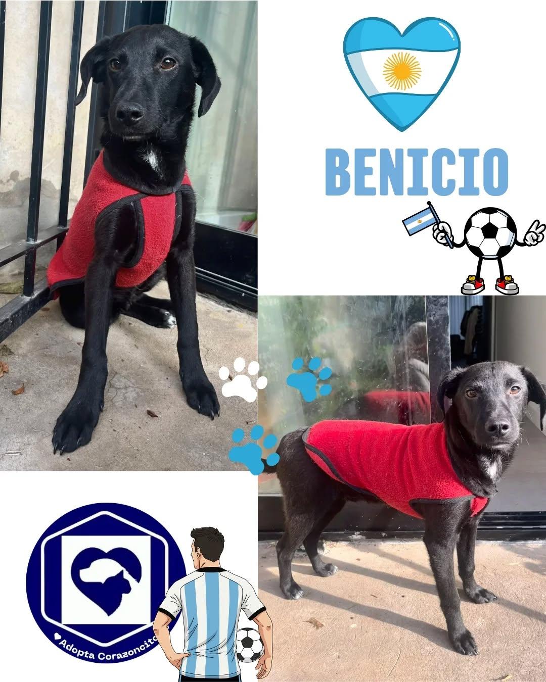 Salvador, Benjamín, Benicio (4/4)