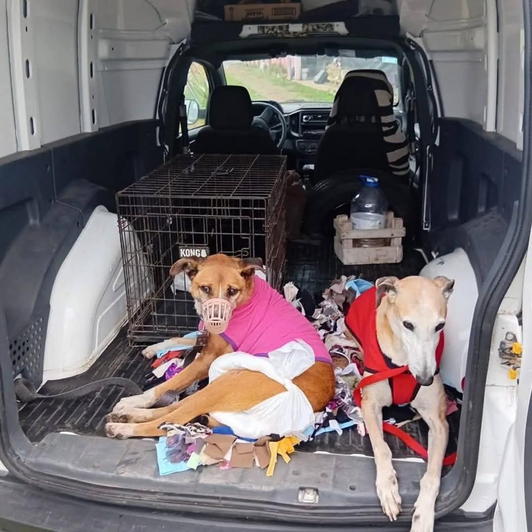 Pepsi, Chester, Mini (4/4)