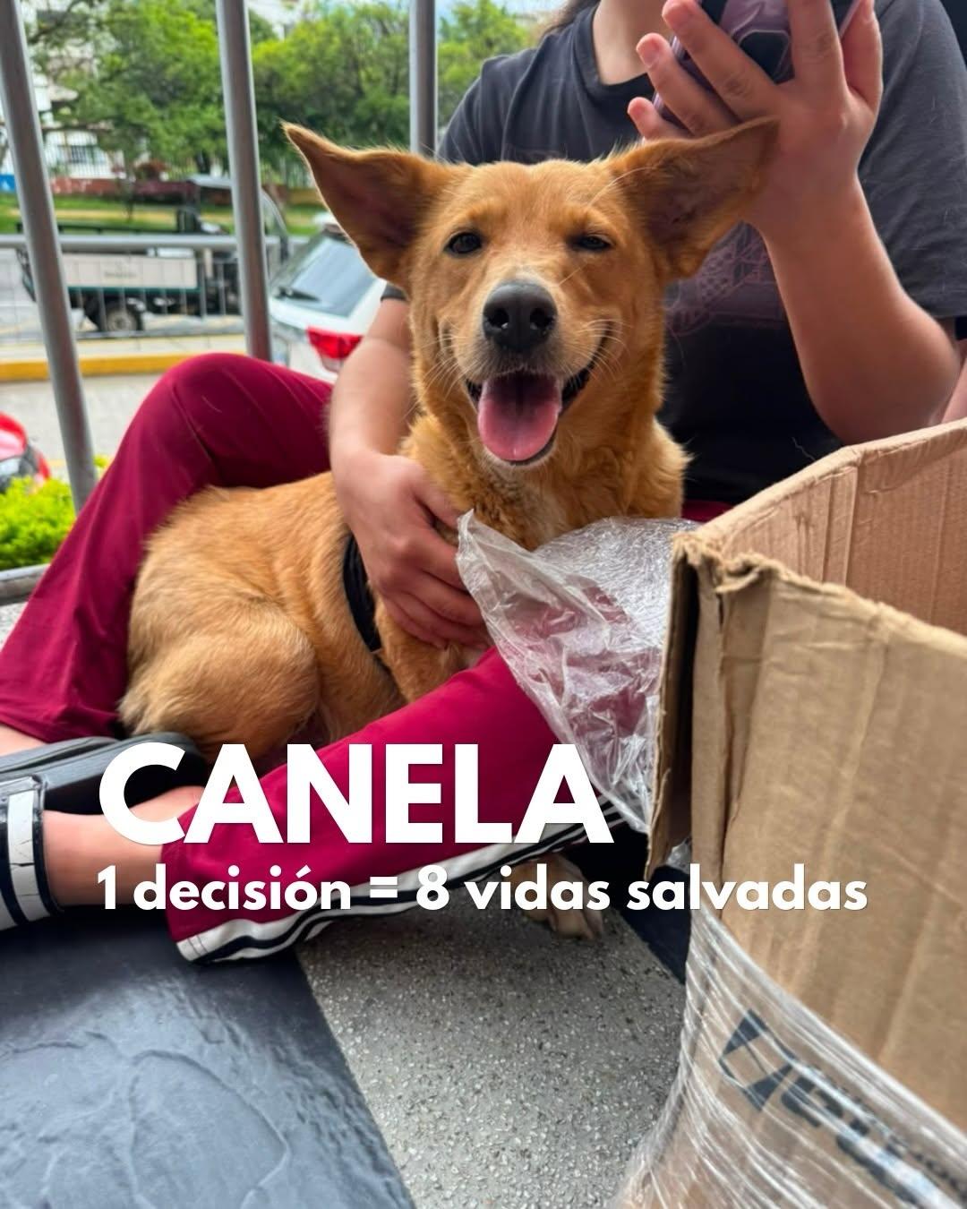 Canela (1/6)