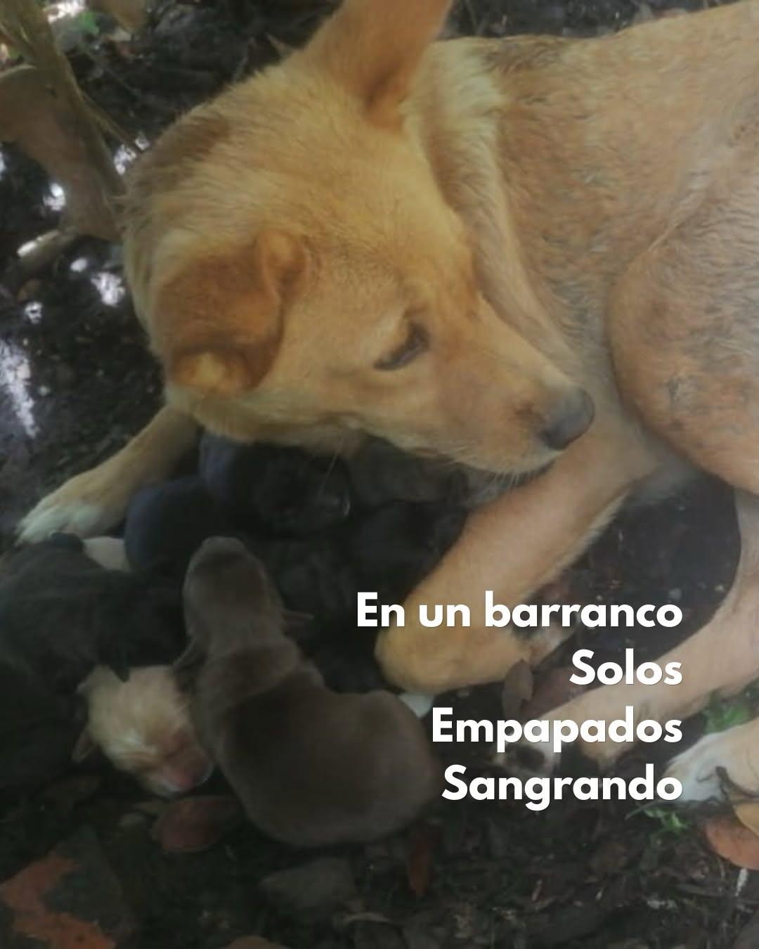 Canela (3/6)
